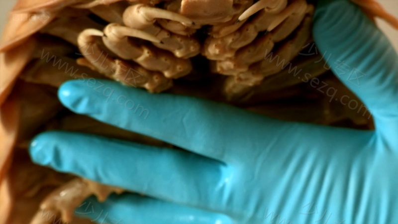 自然界最怪异的事件的剧照截图1