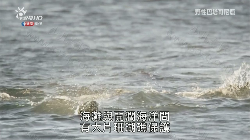 野性巴塔哥尼亚的剧照截图4