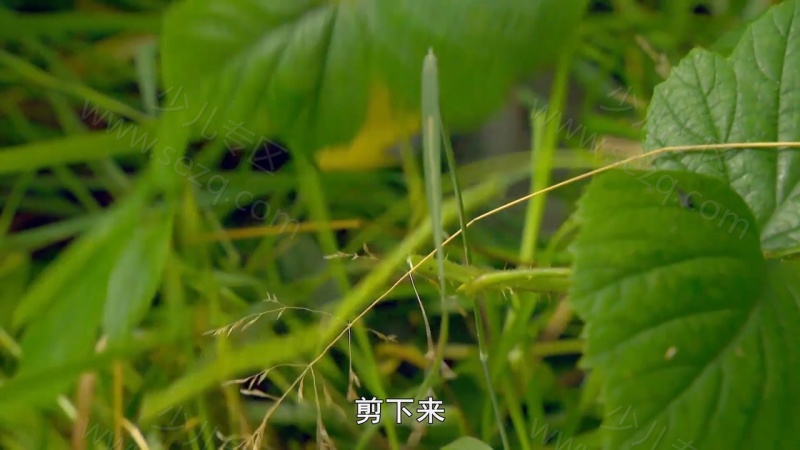 我的宠物和我的剧照截图2