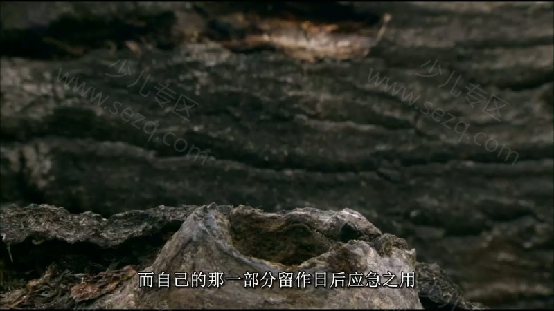 野性俄罗斯的剧照截图1