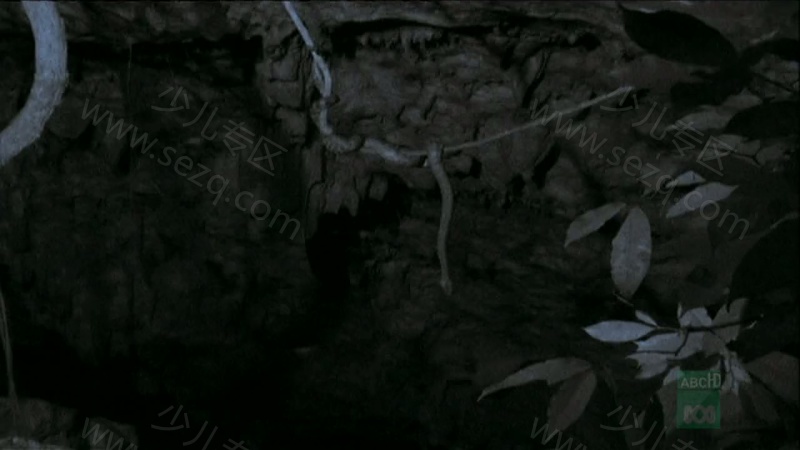 野性加勒比的剧照截图5