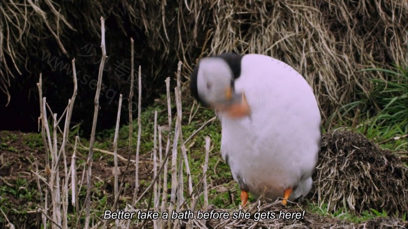 如果我是一只动物的剧照截图4