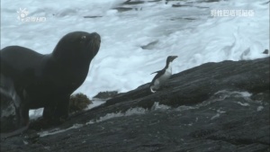 自然纪录片《野性巴塔哥尼亚 Wild Patagonia》全3集 中英双语中字 720P/MKV/3.04GB 下载