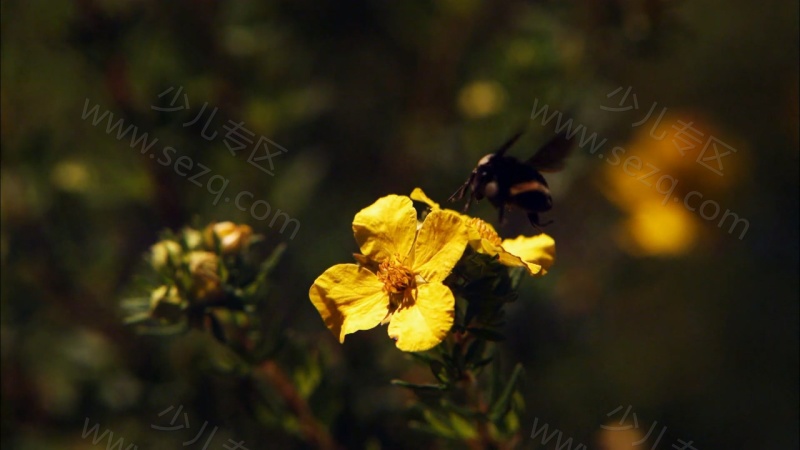 人类大历史的剧照截图6