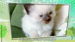 宠物动画片《我的宠物和我 My Pet and Me》第二季全20集 国语版 1080P/MP4/7.74GB 下载