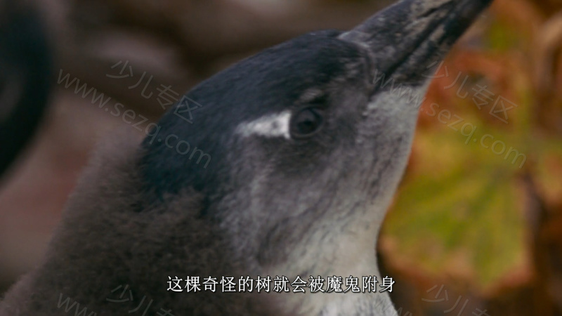 企鹅小镇的剧照截图4