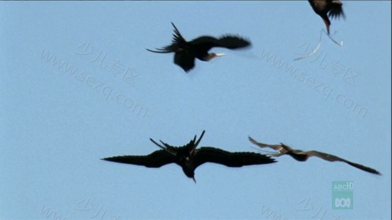 野性加勒比的剧照截图1