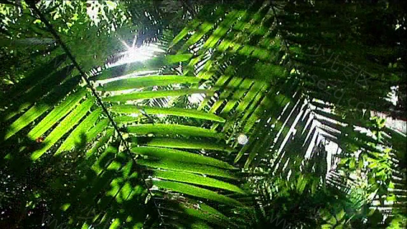 野性加勒比的剧照截图2