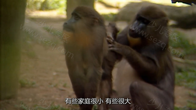森林动物园的剧照截图2