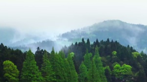 科普纪录片《影响世界的中国植物 The Chinese Plants That Changed the World》全10集 国语版 1080P/MP4/8.90GB 下载