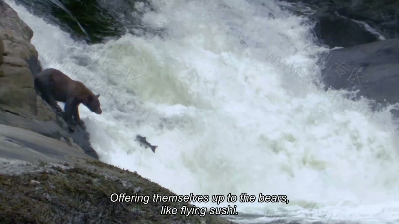 地球生物圈的剧照截图5