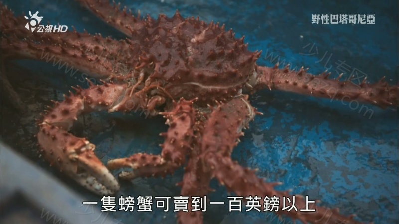 野性巴塔哥尼亚的剧照截图2