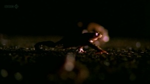 科普纪录片《自然界最怪异的事件 Natures Weirdest Events》全2集 英语版 720P/MKV/3.44GB 下载