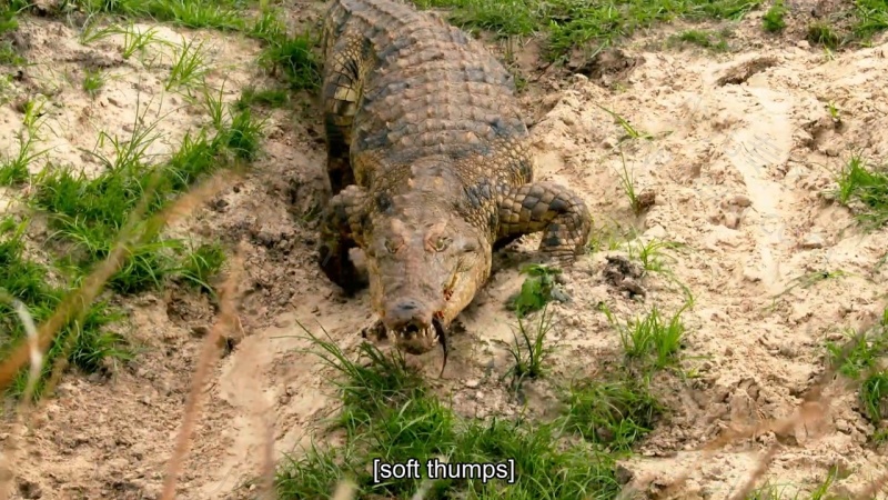 如果我是一只动物的剧照截图7