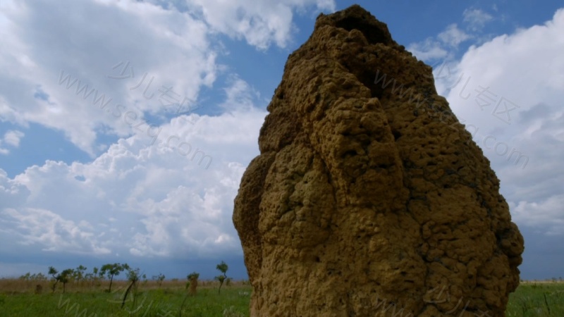 野性巴西的剧照截图3