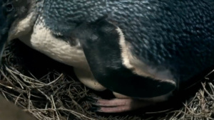 儿童纪录片《企鹅岛 Penguin Island》全6集 英语英字 720P/MKV/5.01GB 下载