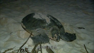 科普纪录片《最后一眼 Last Chance to See》全6集 英语中字 1080P/MP4/16.83GB 下载