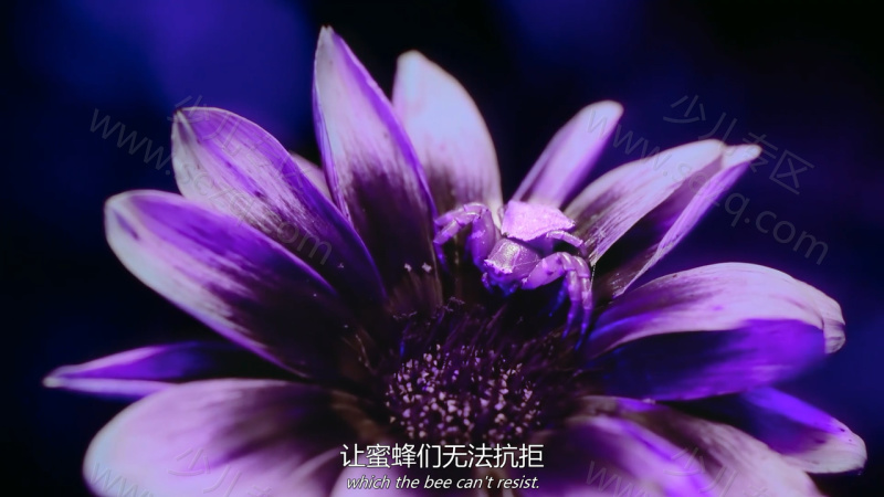 多彩生活的剧照截图2