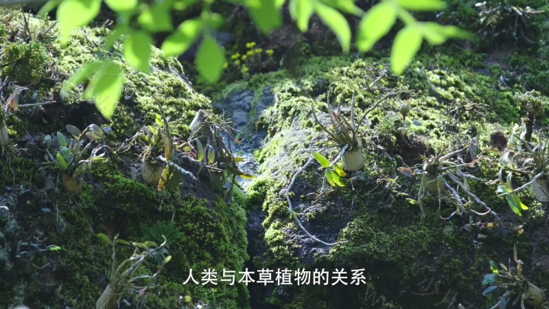 影响世界的中国植物的剧照截图7