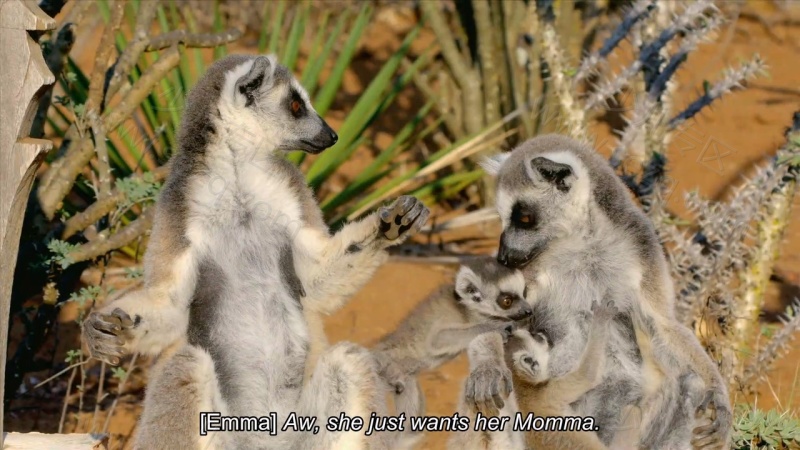 如果我是一只动物的剧照截图1