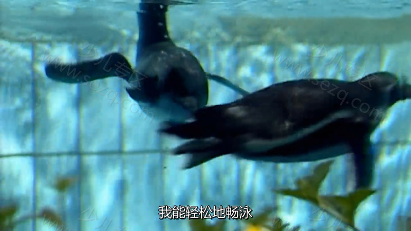 森林动物园的剧照截图1
