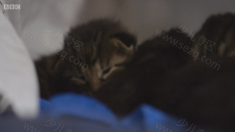 遇见喵星人的剧照截图5