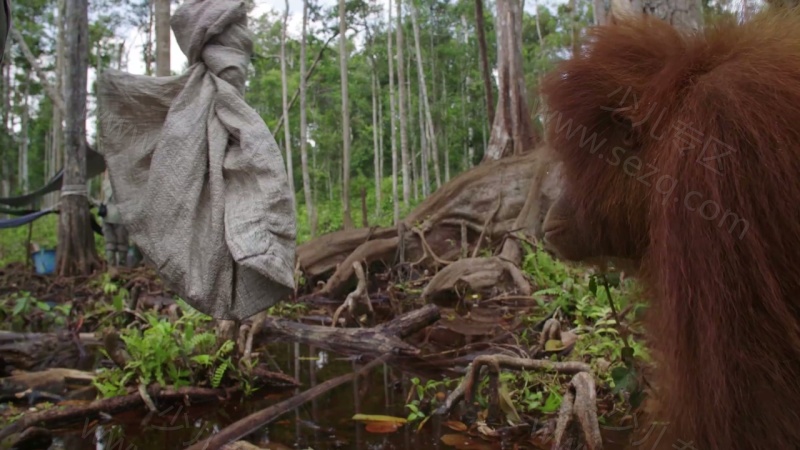 猩球学院的剧照截图4