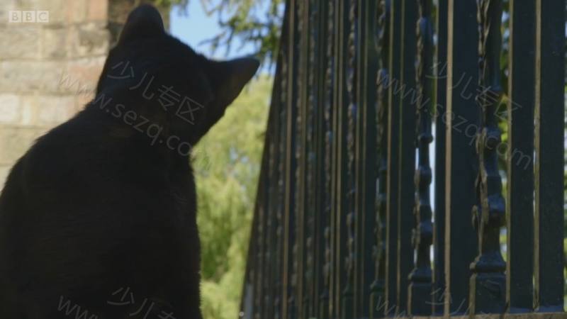 遇见喵星人的剧照截图3