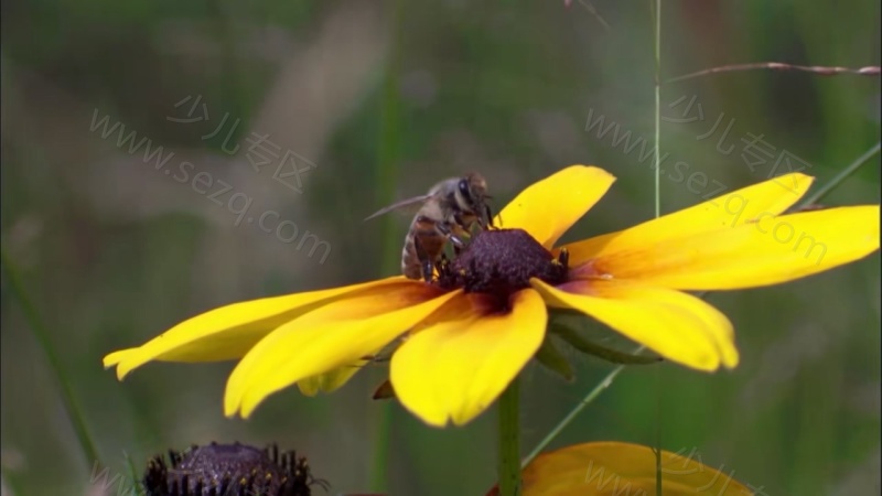 安迪的野外冒险的剧照截图4