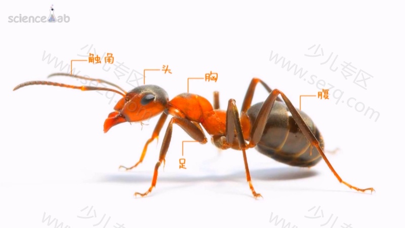 芝麻爱科学的剧照截图4