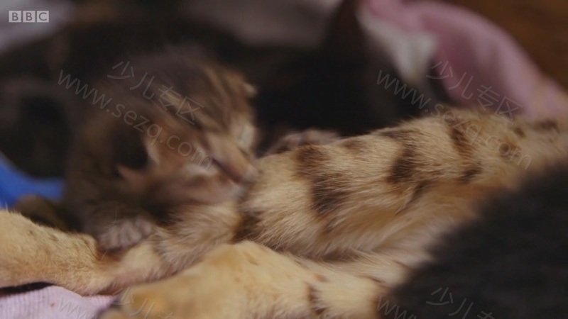 遇见喵星人的剧照截图7