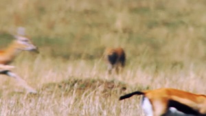 儿童科普片《安迪的动物宝宝 Andy’s Baby Animals》全20集 国语中字 1080P/MP4/2.13GB 下载