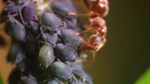 儿童科普片《芝麻爱科学》全28集 国语版 1080P/MP4/644.68MB 下载