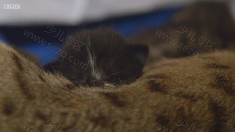 遇见喵星人的剧照截图4