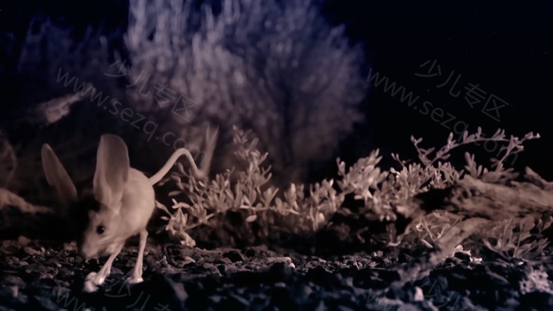 安迪的动物宝宝的剧照截图5