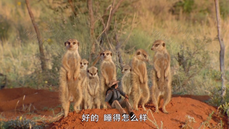 安迪的前五名的恐龙的剧照截图5