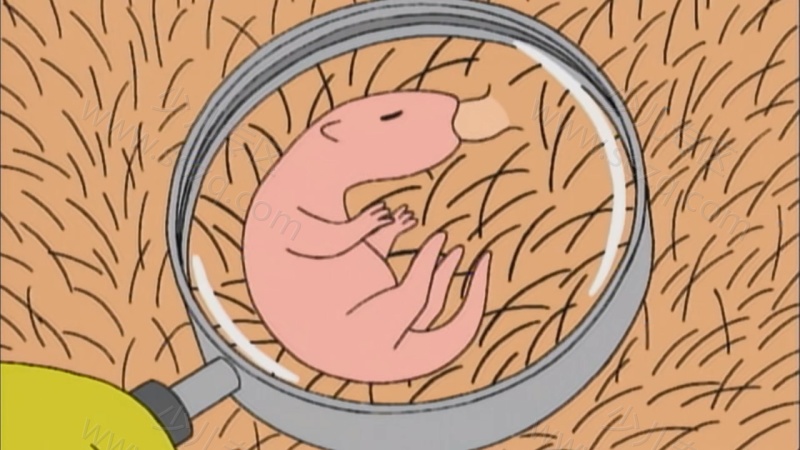 巴巴爸爸和动物朋友们的剧照截图4