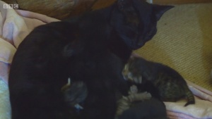 萌系动画片《遇见喵星人 Meet the Kittens》全10集 英语英字 720P/MP4/2.54GB 下载