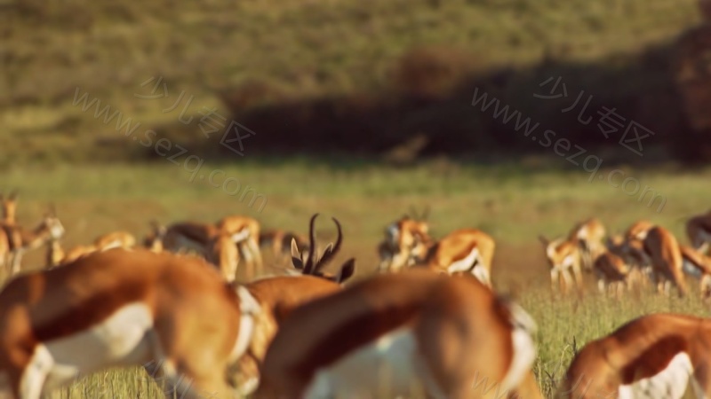 安迪的动物宝宝的剧照截图3