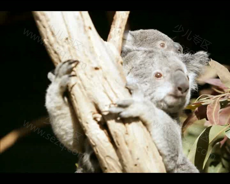 巧虎宝宝版1~2岁 2014年1月~12月的剧照截图1