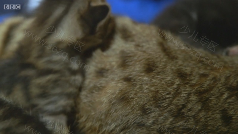 遇见喵星人的剧照截图6