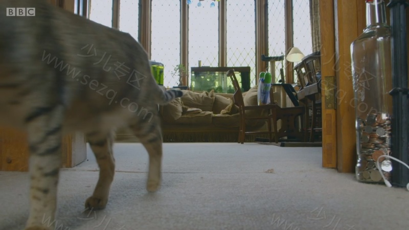 遇见喵星人的剧照截图2