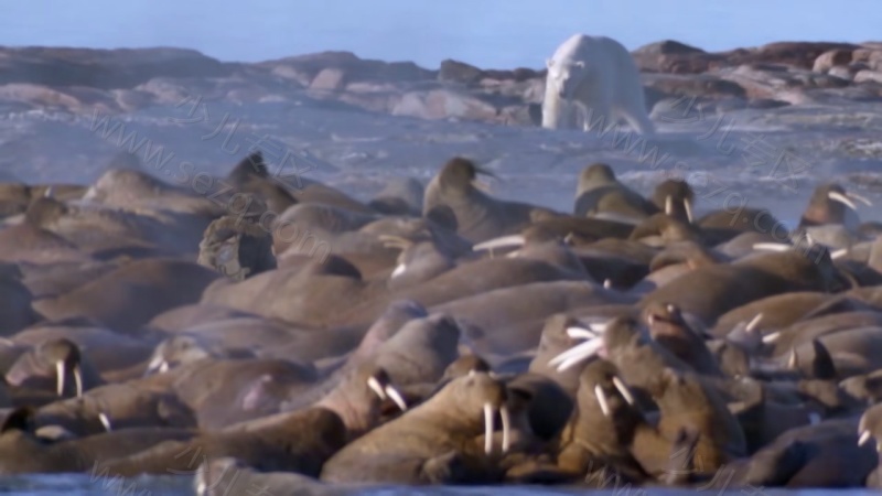 安迪的旅行冒险的剧照截图5