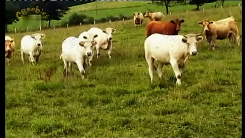 艾拉贝拉答对了的剧照截图2