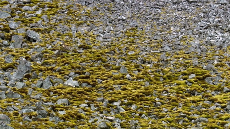 安迪的动物宝宝的剧照截图6