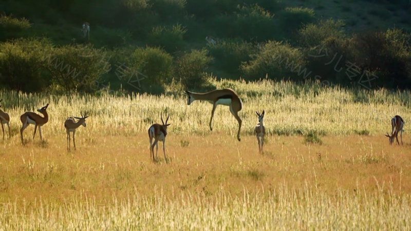 安迪的动物宝宝的剧照截图2