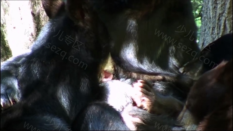 安迪的野外冒险的剧照截图6