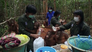 科普纪录片《猩球学院 Orancutan Jungle School》全10集 国语中字 1080P/MP4/8.73GB 下载