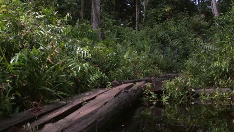 猩球学院的剧照截图3