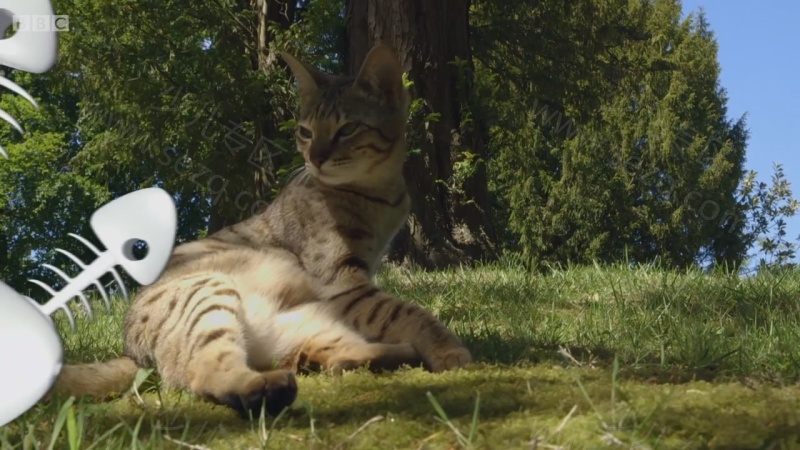 遇见喵星人的剧照截图1